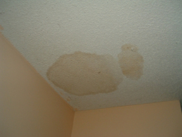 Ceiling Damage due to Raccoon Urine