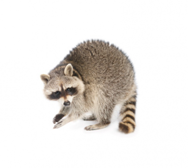 Critter Control of Kansas City, MO