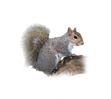 Critter Control of Kansas City, MO