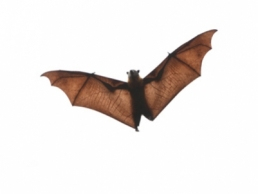 Critter Control of Kansas City, MO
