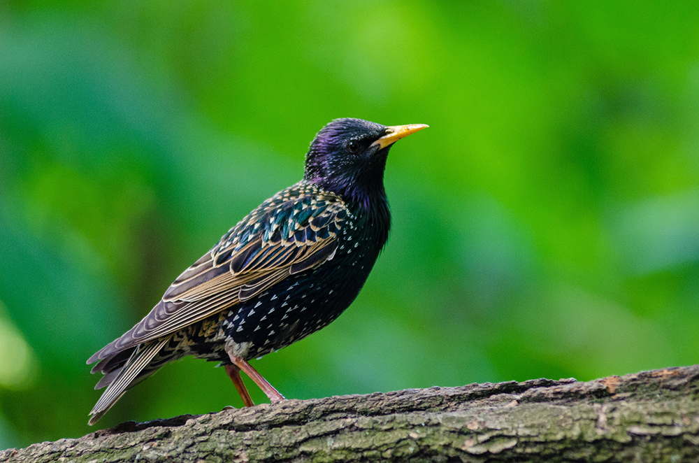 Starling control in Kansas City