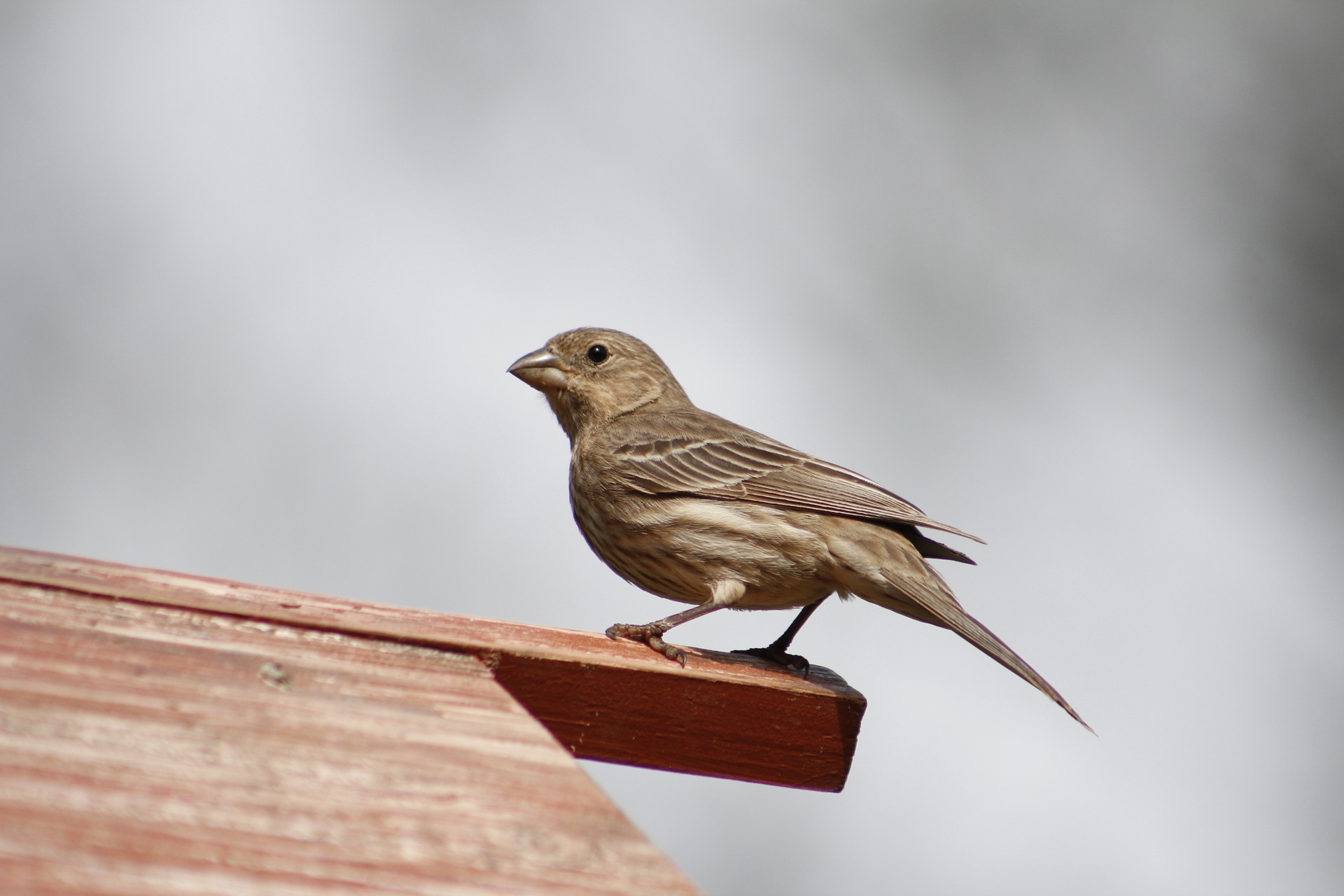 Finch management in Kansas City
