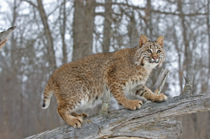 Bobcat damage in Kansas City