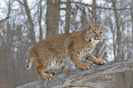 Bobcat Control: Trapping & Removal Service