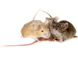 three mice