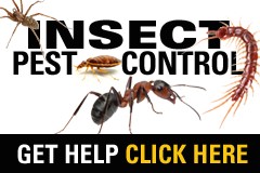 Insect Pest Control