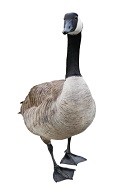 Goose Roundups & Management in Kansas City