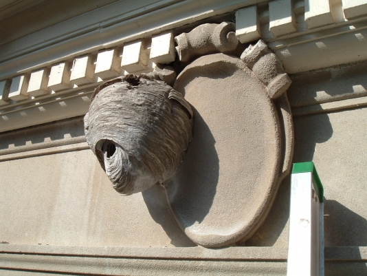 Hornet's nest in Kansas City