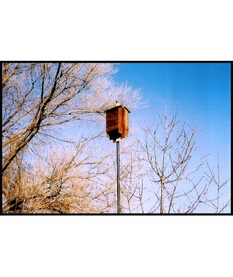 Bat House Picture