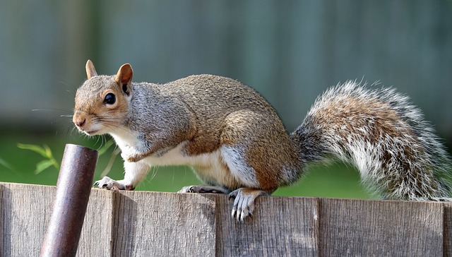 Squirrel damage in Kansas City