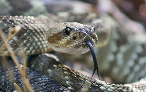 Snake danger in Kansas City