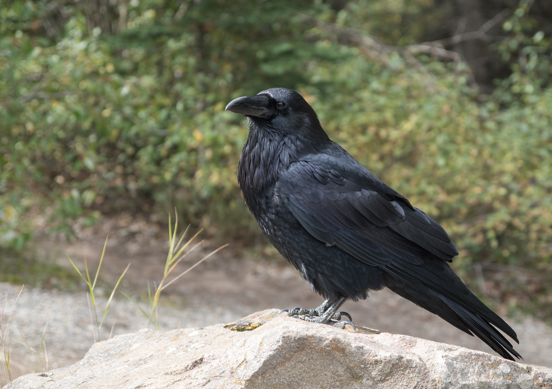 Crow in Kansas City