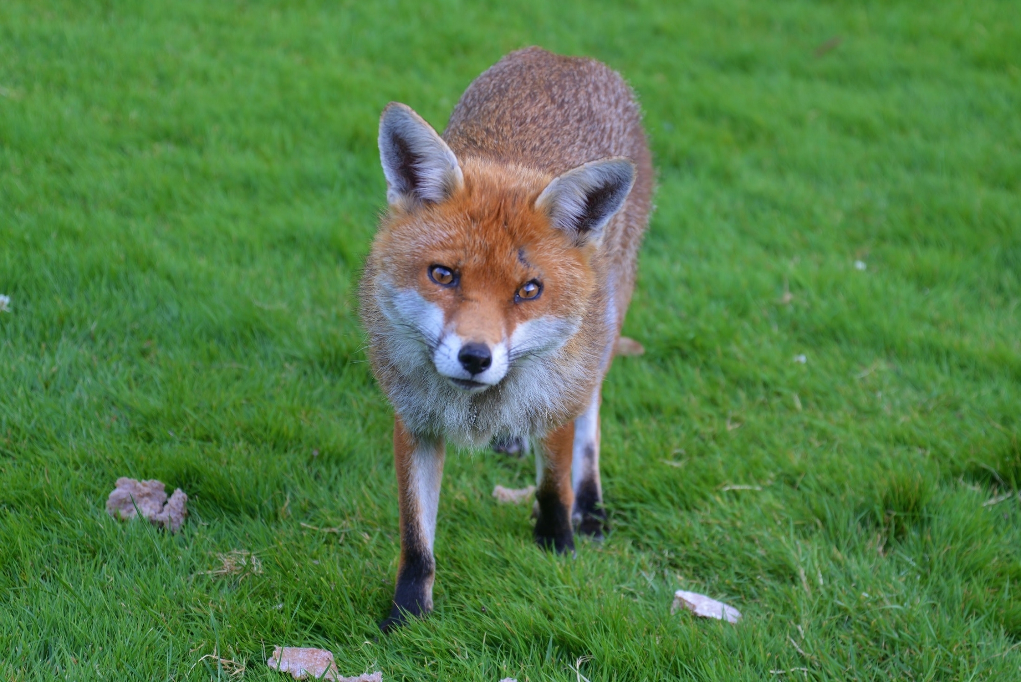Fox in Kansas City yard