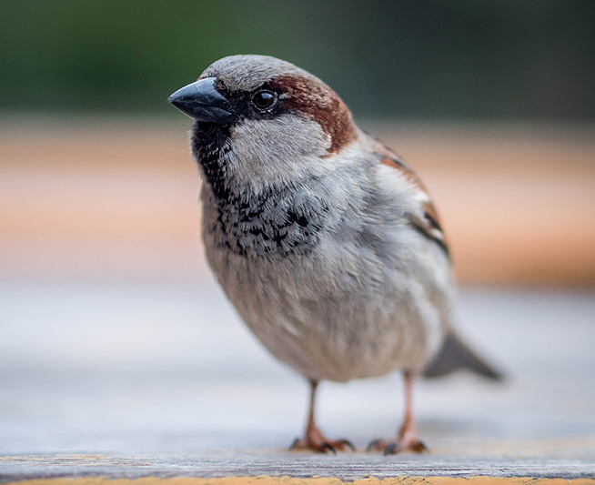 Sparrow damage in Kansas City