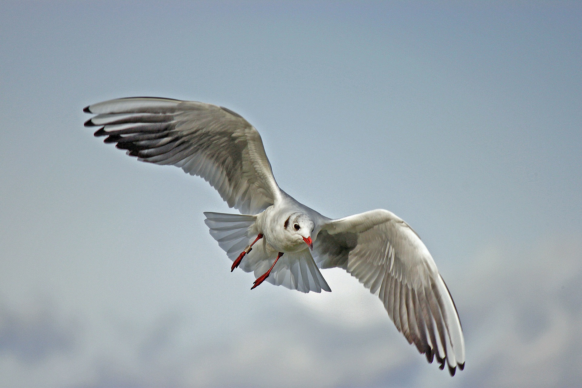 Gull flying in Kansas City