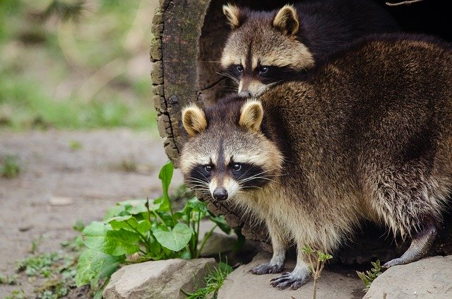 Raccoon damage in Kansas City