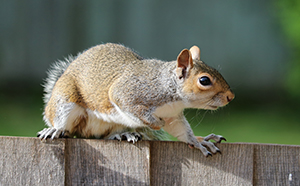 Commercial Wildlife Management Programs in Kansas City