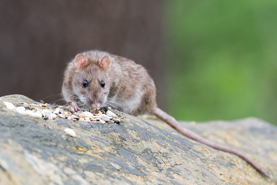Norway Rat damage in Kansas City