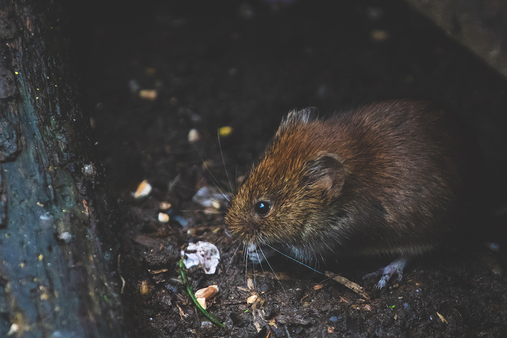 Vole control in Kansas City