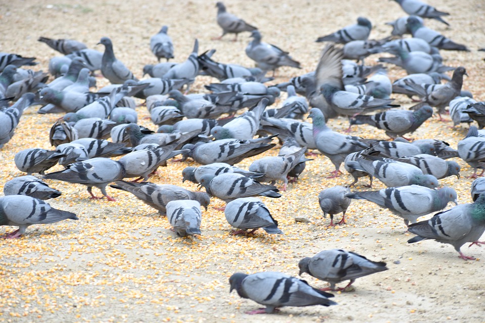 Pigeon control in Kansas City 