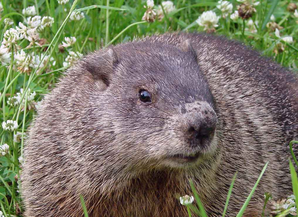Woodchuck damage in Kansas City